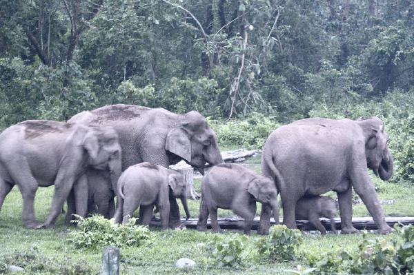 Elephants Spotted During Safari