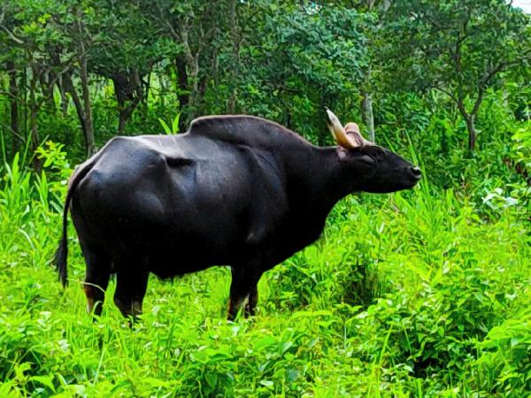Gaur,Clicked During Safari