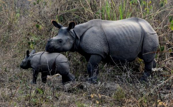 Rhino With Cub Spotted During Jungle Safari
