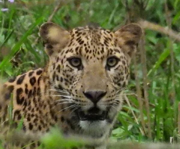 Leopard,Clicked During Wildlife Safari