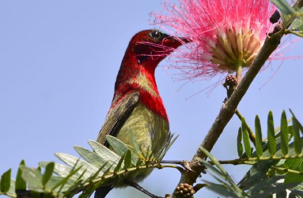Crimson Sun Bird at the garden of our