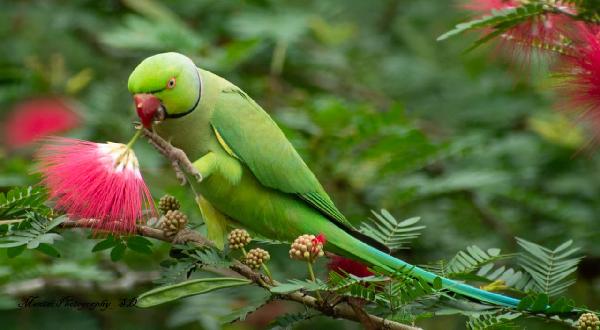 Rose-ringed parakeet at our garden