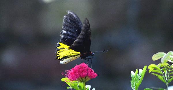 Common Birdwing at our garden