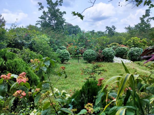 Garden View From Dining Room